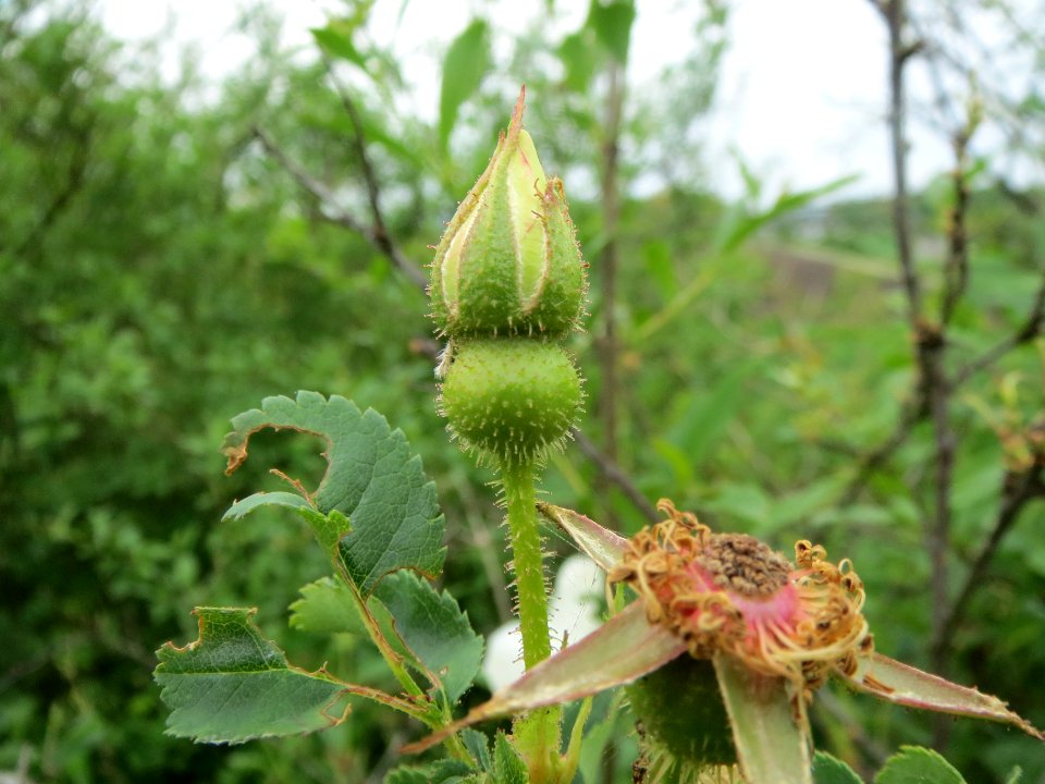 20140427Rosa_spinosissima01