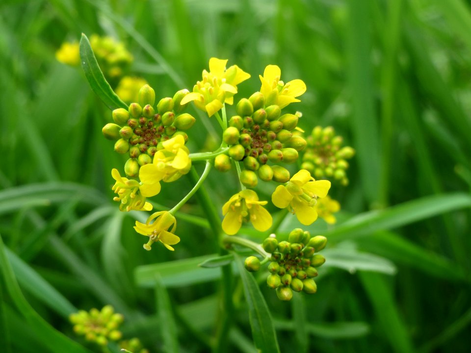 20140427Rorippa_sylvestris1