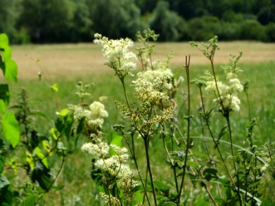 20140626Filipendula_ulmaria
