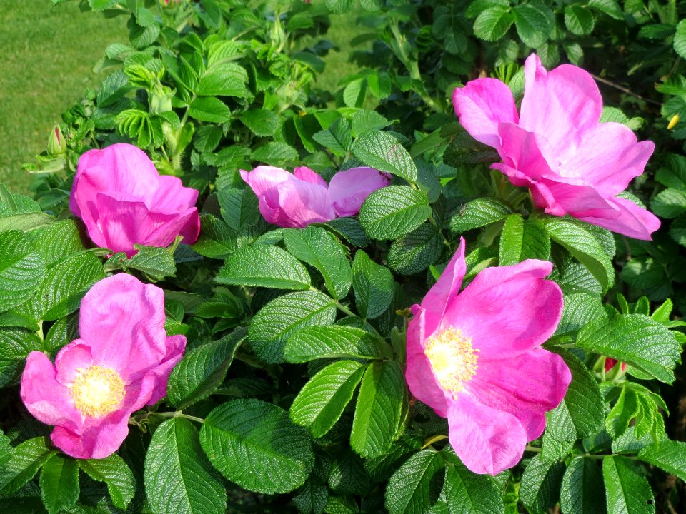 20140426Rosa_rugosa9