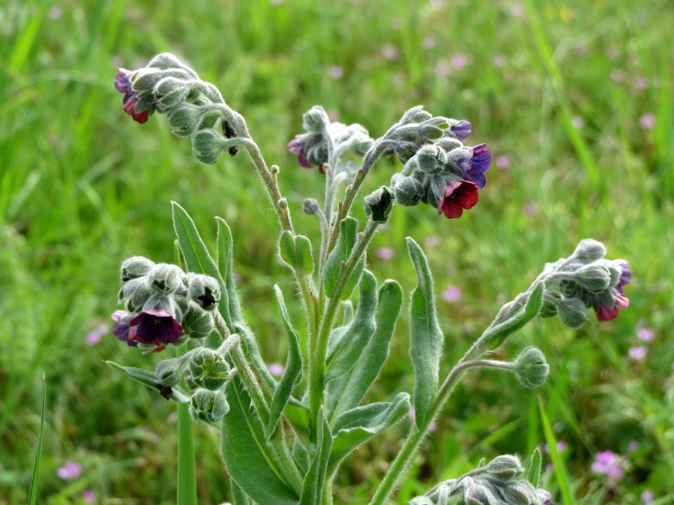 20140427Cynoglossum_officinale2