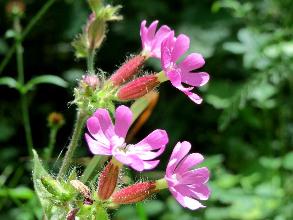 20140607Silene_dioica