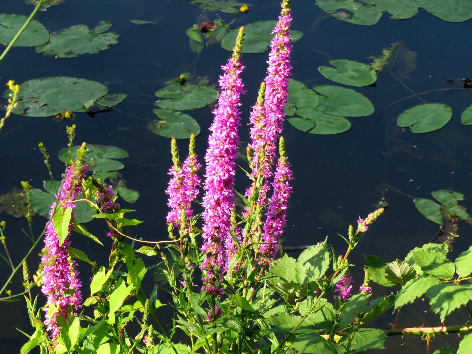 20140618Lythrum_salicaria