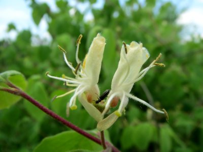 20140426Lonicera_xylosteum1