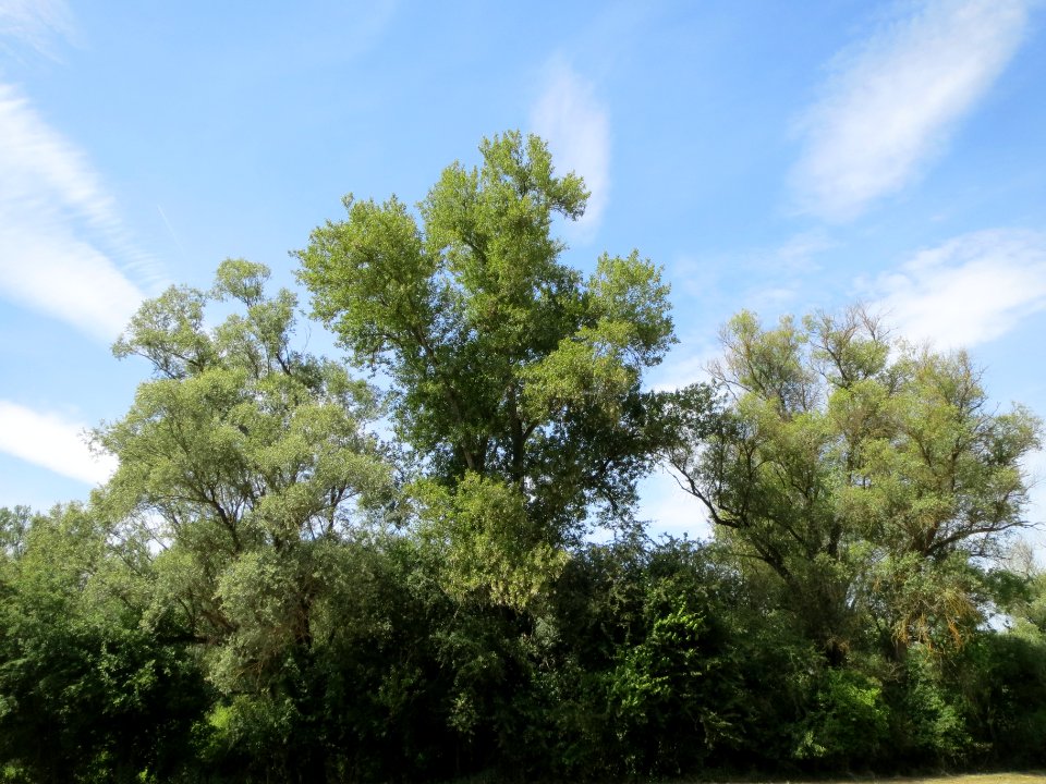 20140607Schwetzinger_Wiesen06