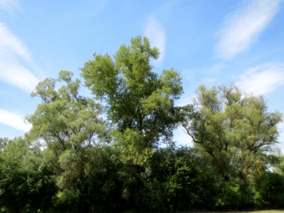 20140607Schwetzinger_Wiesen06