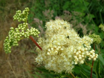 20140627Filipendula_ulmaria