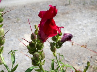20140627Antirrhinum_majus7
