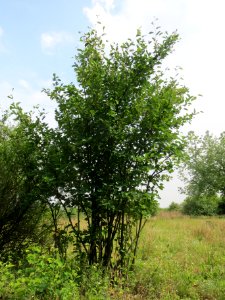 20140429Reilingen1
