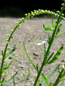 20140622Reseda_luteola2