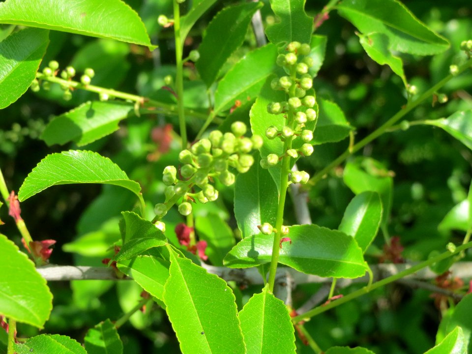 20140425Prunus_serotina2