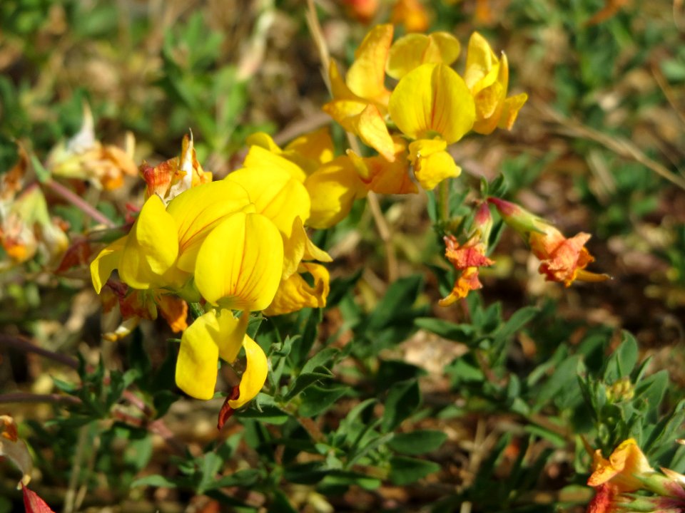 20140624Lotus_corniculatus2