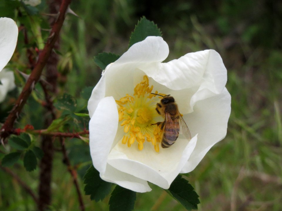 20140428Rosa_spinosissima5