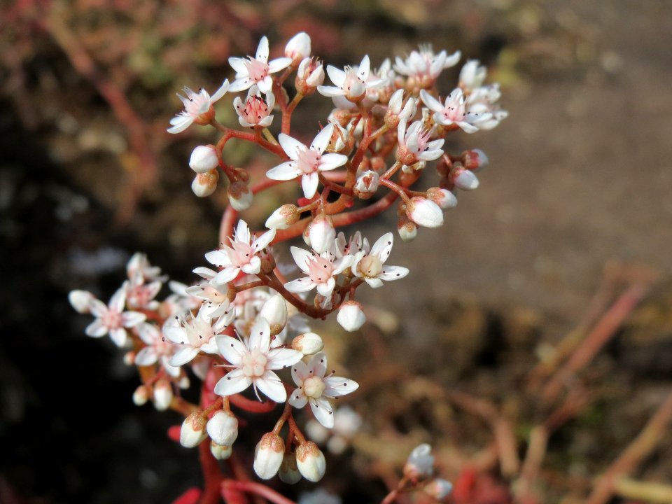 20140624Sedum_album4