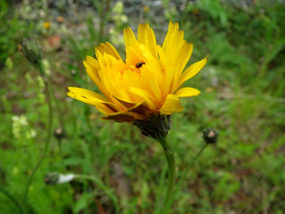 20140508Hypochaeris_radicata1