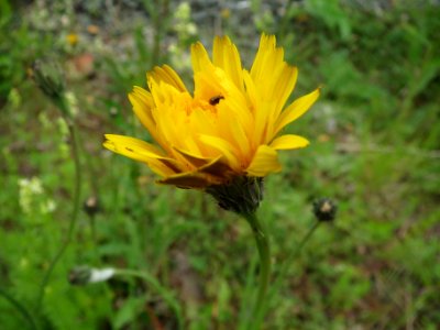 20140508Hypochaeris_radicata1
