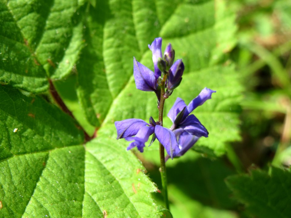 20140608Polygala_vulgaris4