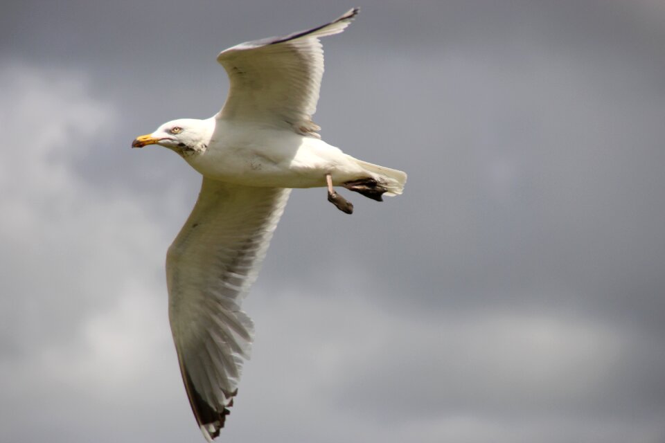 Herring gull flight seagull in flight