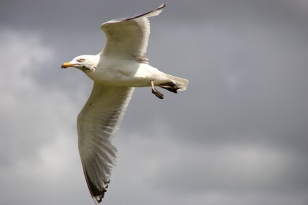 Herring gull flight seagull in flight photo