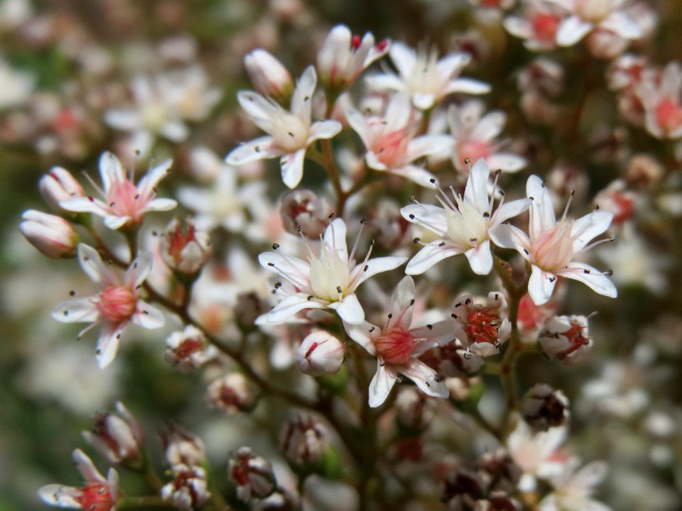 20140624Sedum_album2