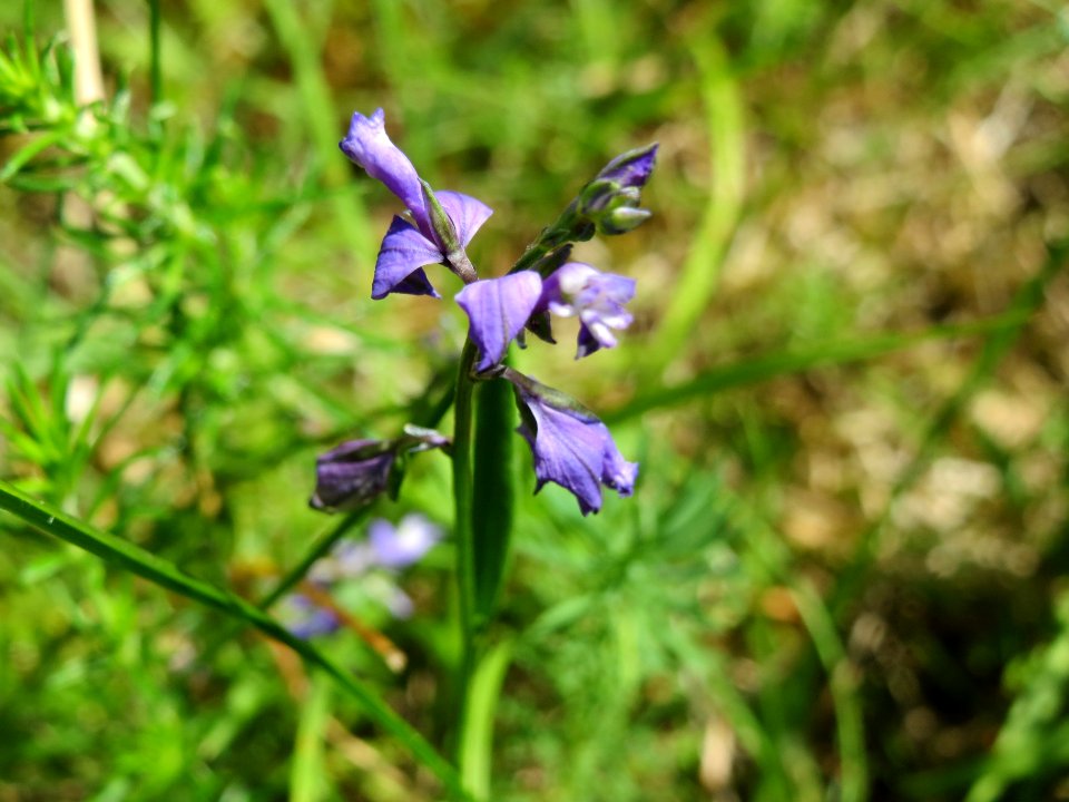 20140608Polygala_vulgaris1