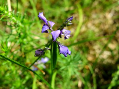 20140608Polygala_vulgaris1