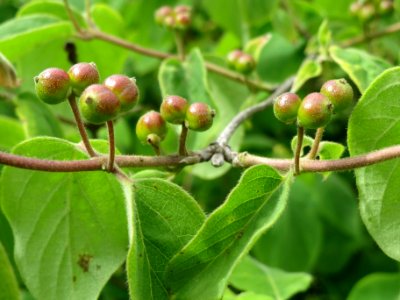 20140509Lonicera_xylosteum3