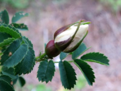 20140428Rosa_spinosissima1