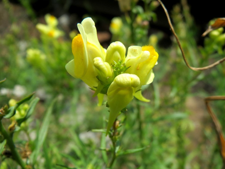20140624Linaria_vulgaris