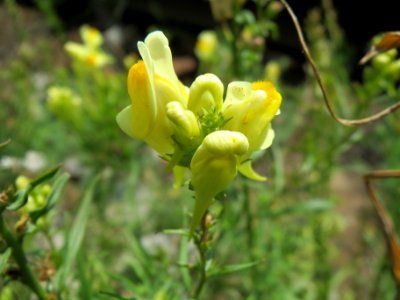 20140624Linaria_vulgaris