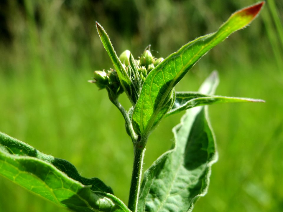 20140607Vincetoxicum_hirundinaria2