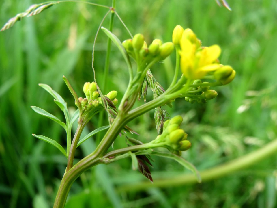 20140427Rorippa_sylvestris5