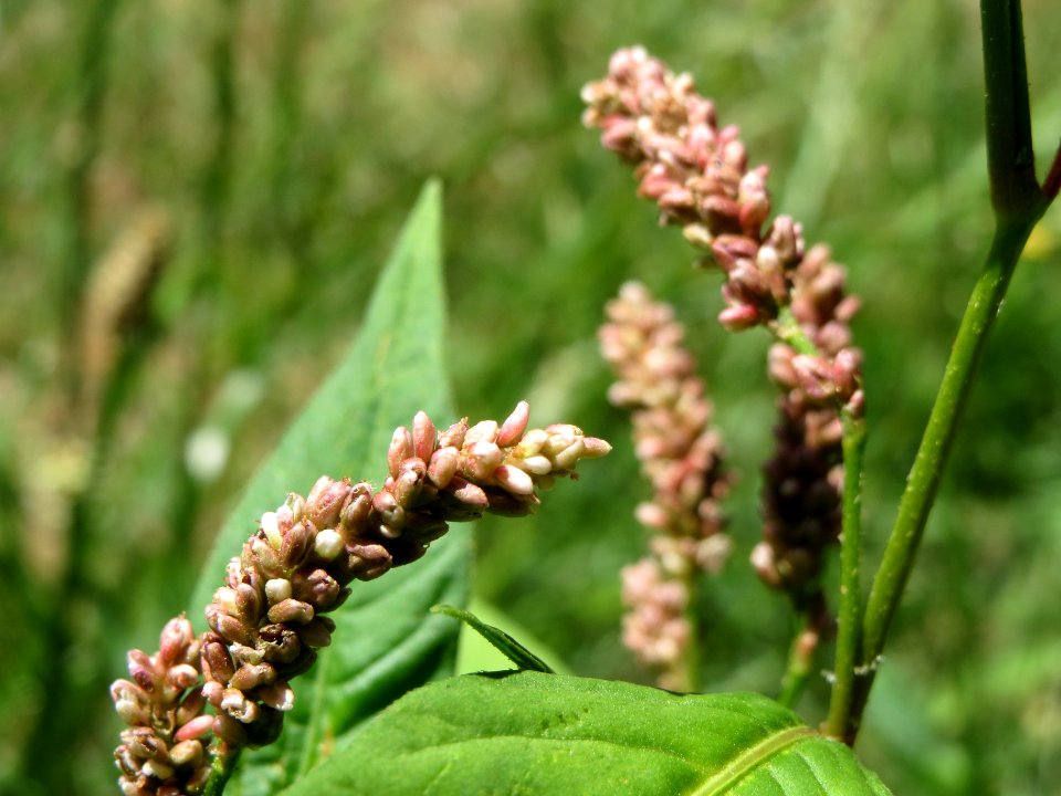 20140624Persicaria_lapathifolia2