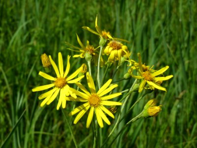 20140607Jacobaea_paludosa7