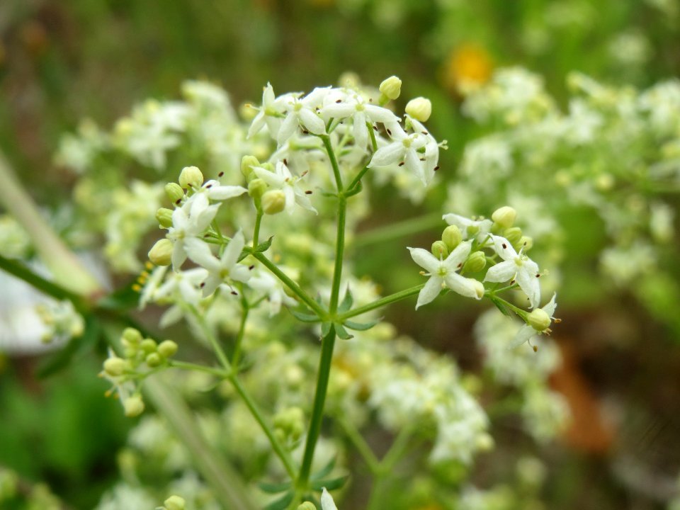 20140508Galium_mollugo1