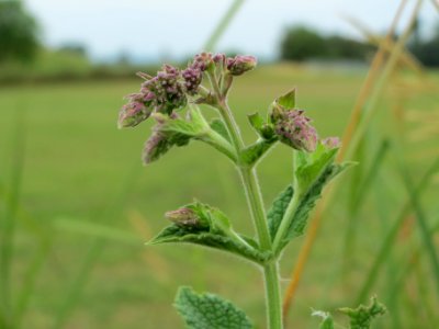 20140628Mentha_longifolia2