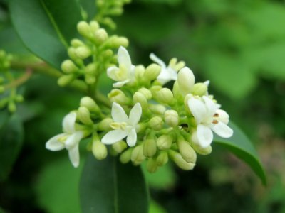 20140509Ligustrum_vulgare1
