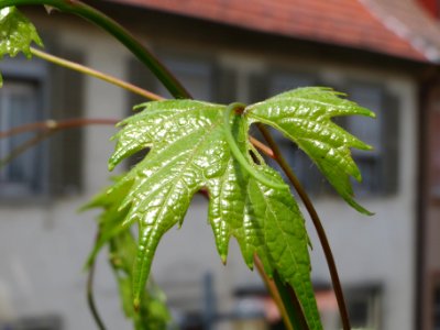 20140627Wein_Speyer2
