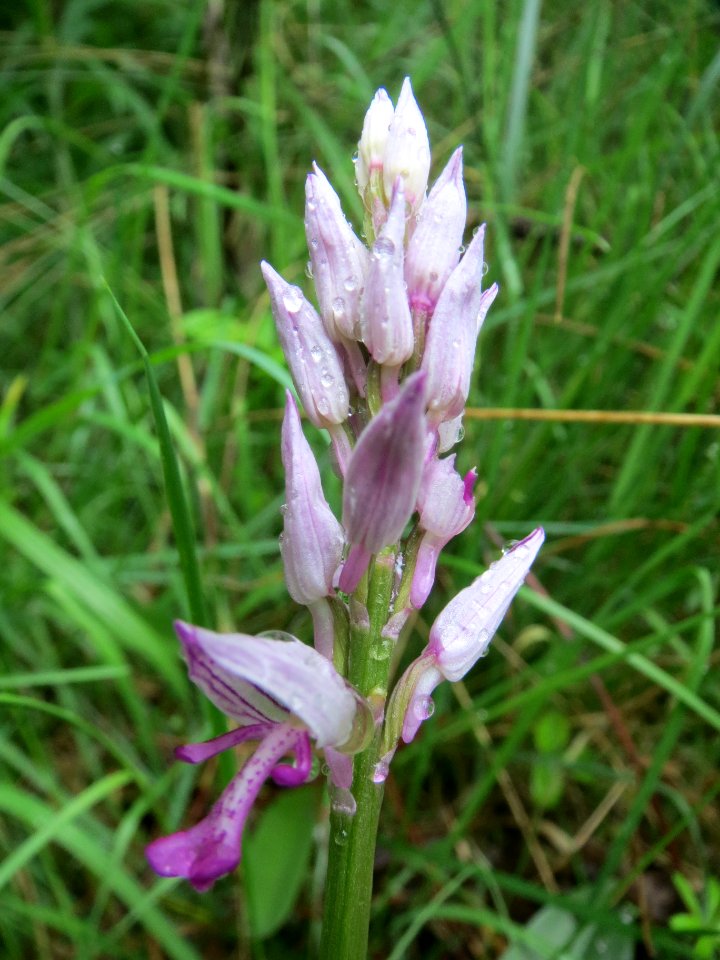 20140507Orchis_militaris4