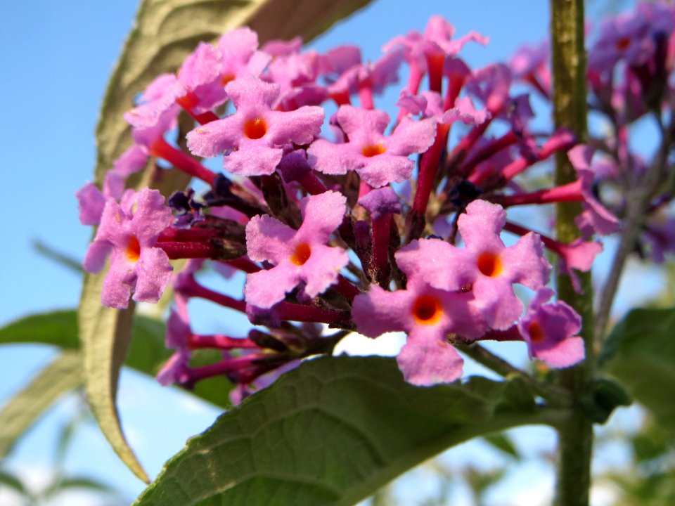 20140624Buddleja_davidii