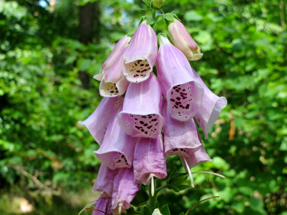 20140608Digitalis_purpurea3