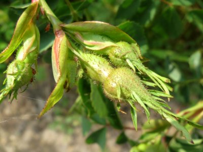 20140429Rosa_rubiginosa2