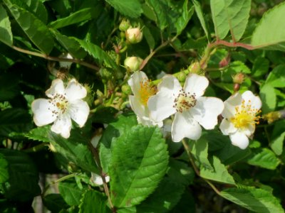20140509Rosa_multiflora13
