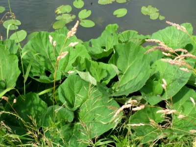 20140623Petasites_hybridus2