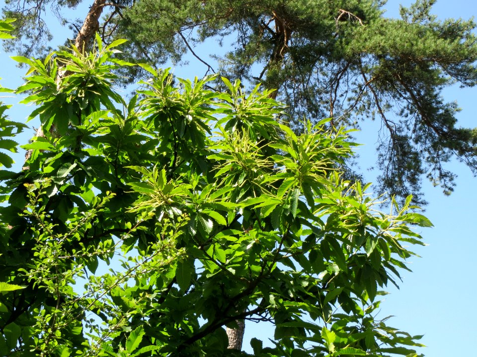20140608Castanea_sativa