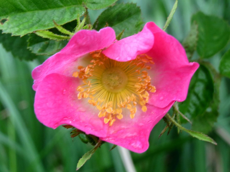 20140510Rosa_rubiginosa4