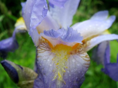 20140510Iris_versicolor3 photo