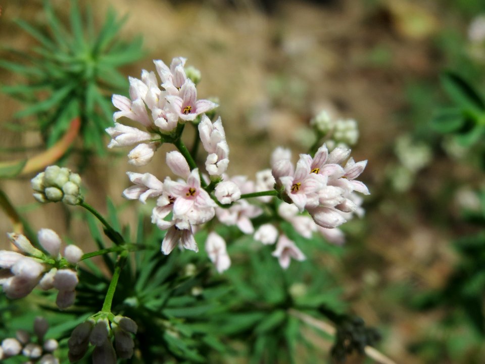 20140608Asperula_cynanchica4