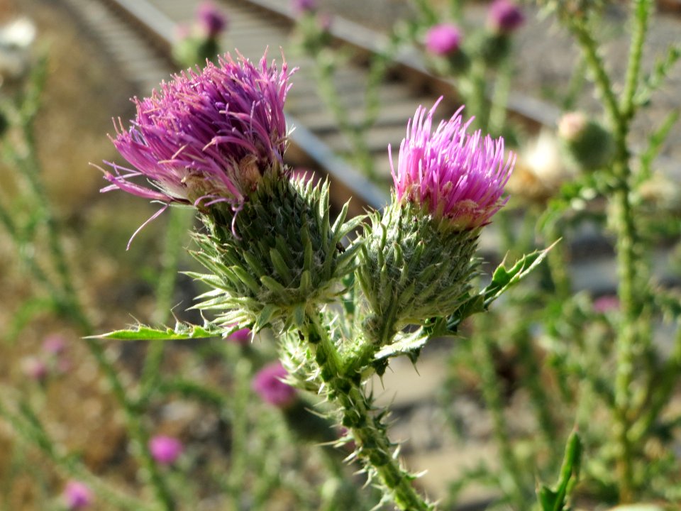 20140624Carduus_acanthoides