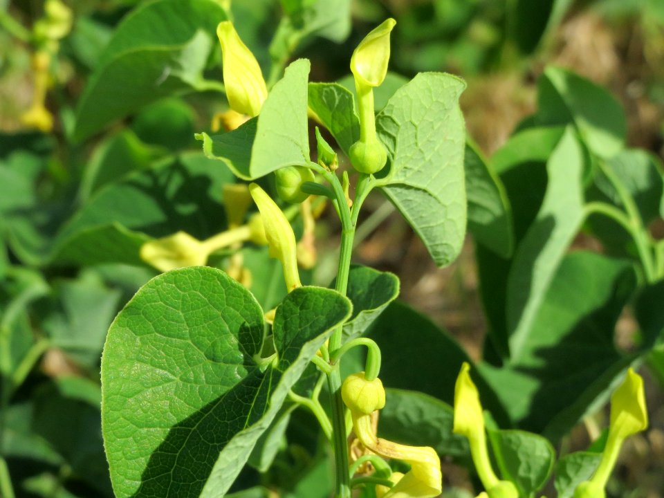 20140608Aristolochia_clematitis2